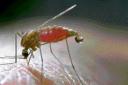 mosquito-small-794512