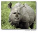 McCain, the rino